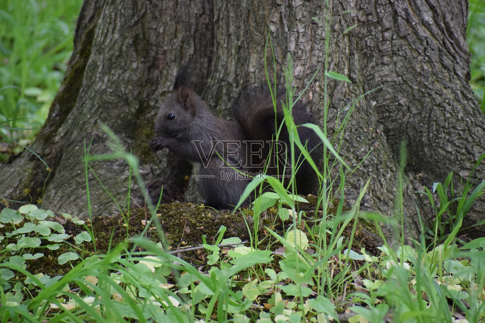 一只黑松鼠平静地坐在一棵老树下照片摄影图片