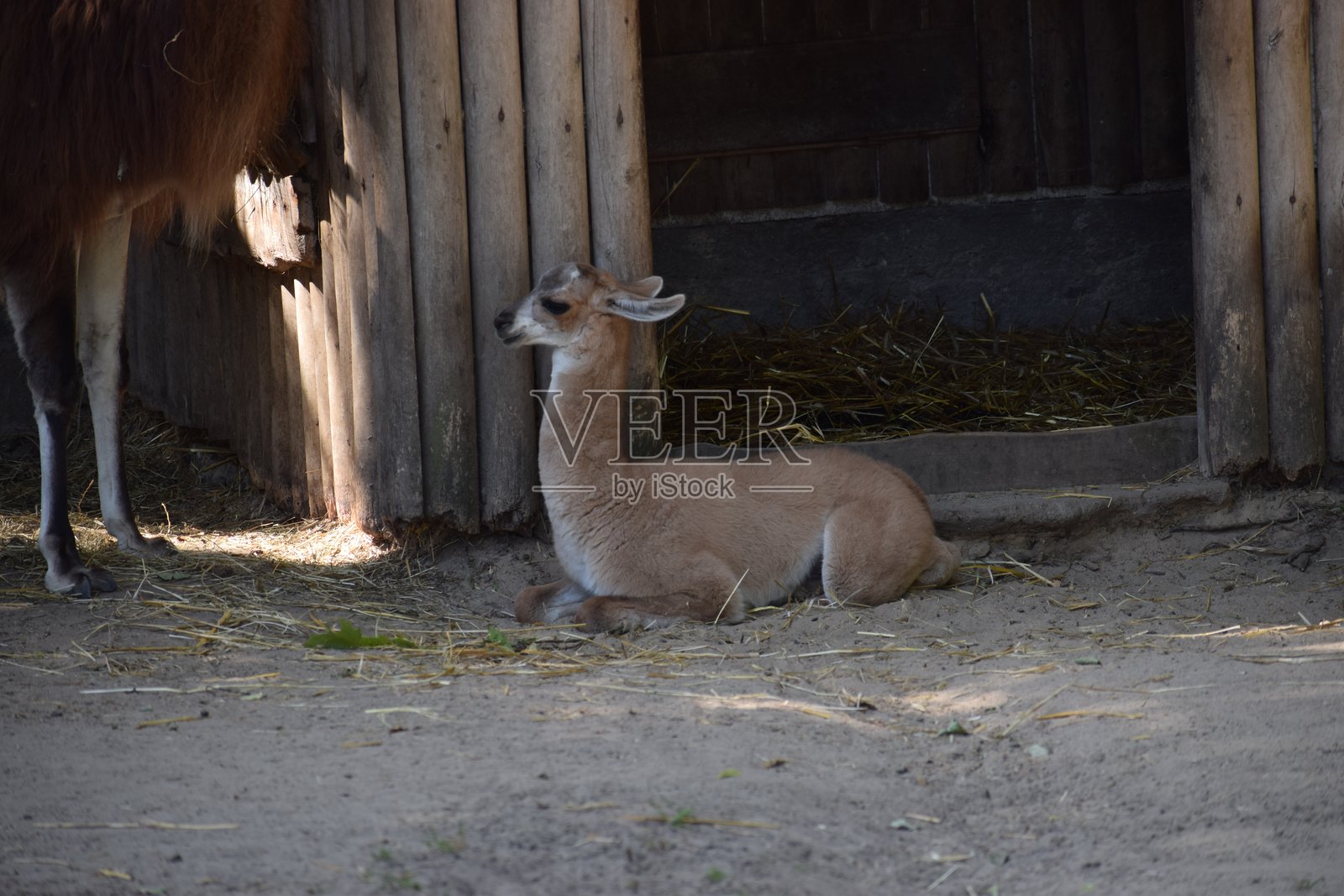 南美羊驼特写，在自然栖息地照片摄影图片