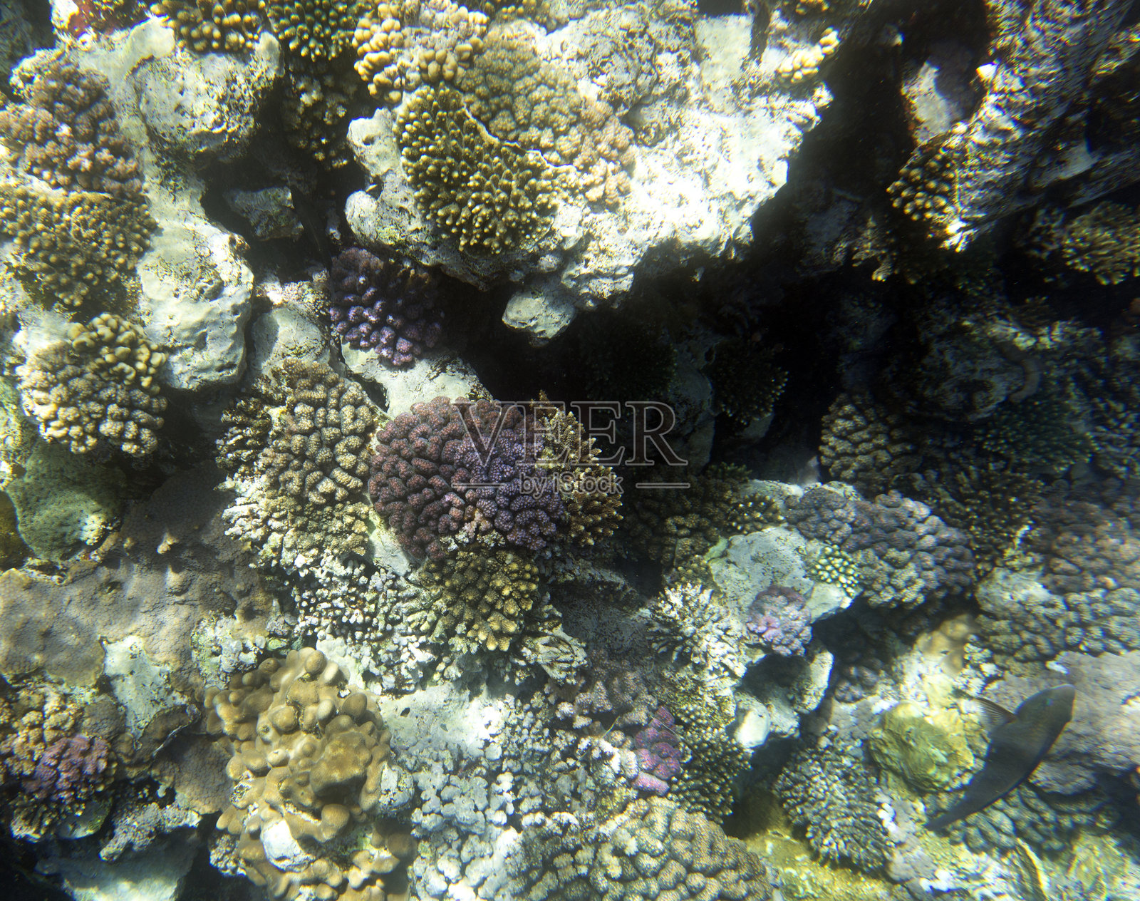 埃及沙姆沙伊赫的珊瑚礁照片照片摄影图片