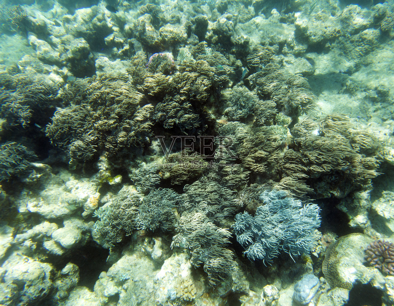 珊瑚礁照片照片摄影图片