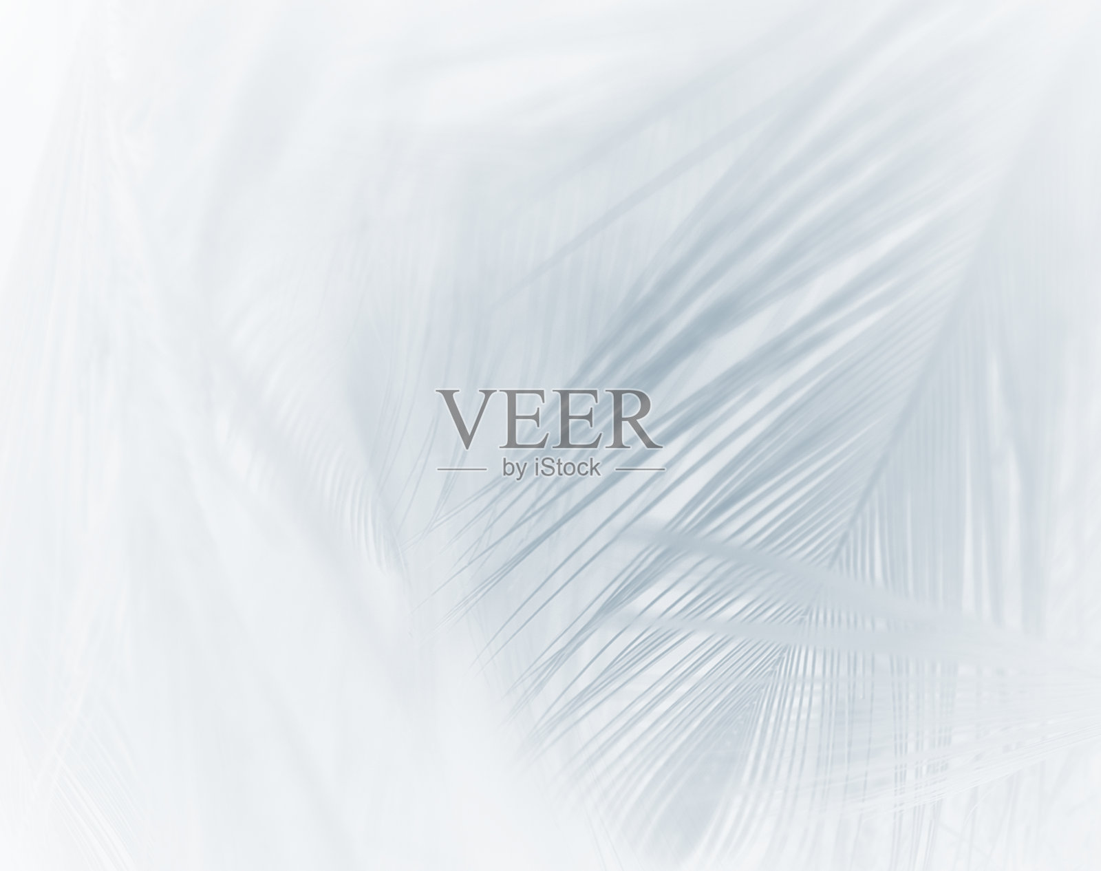 美丽的灰白色-婴儿蓝羽毛图案纹理背景，粉彩风格照片摄影图片