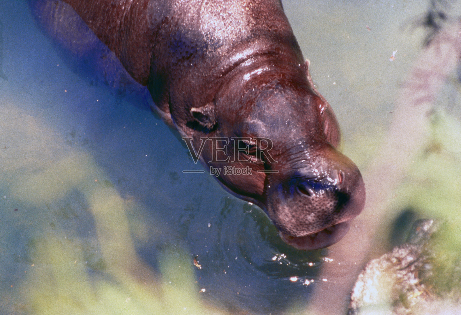 特内里费岛，河马特写照片摄影图片