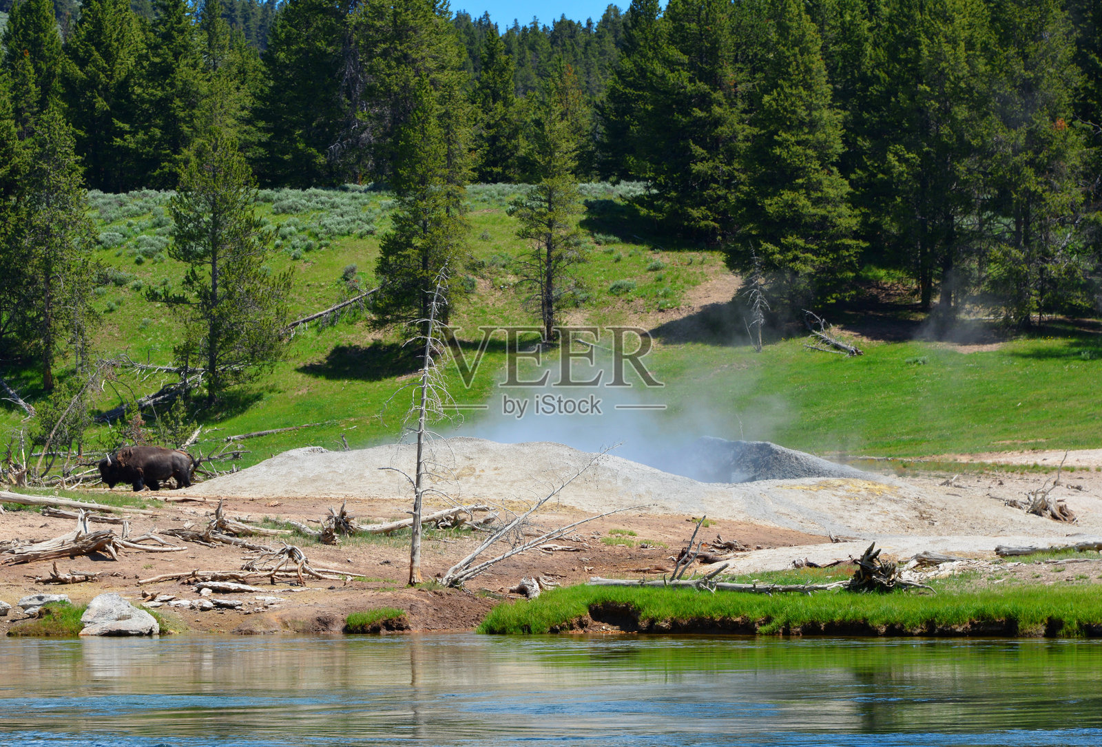 黄石国家公园东部泥火山和野牛 - 黄石河沿岸泥火山区域（东部），怀俄明州照片摄影图片