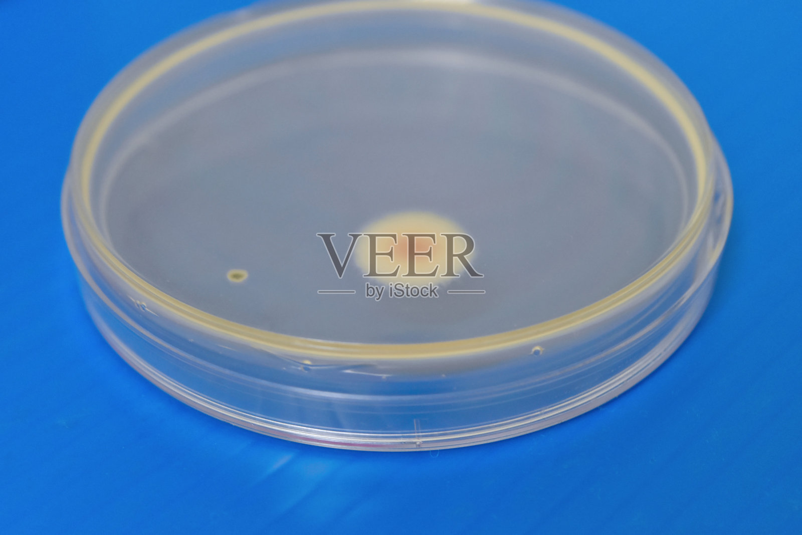 琼脂培养皿上的细菌菌落生长照片摄影图片