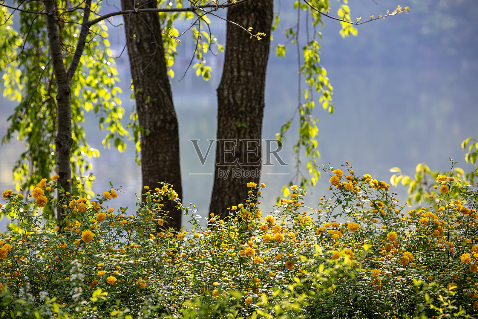 春天的景色照片摄影图片