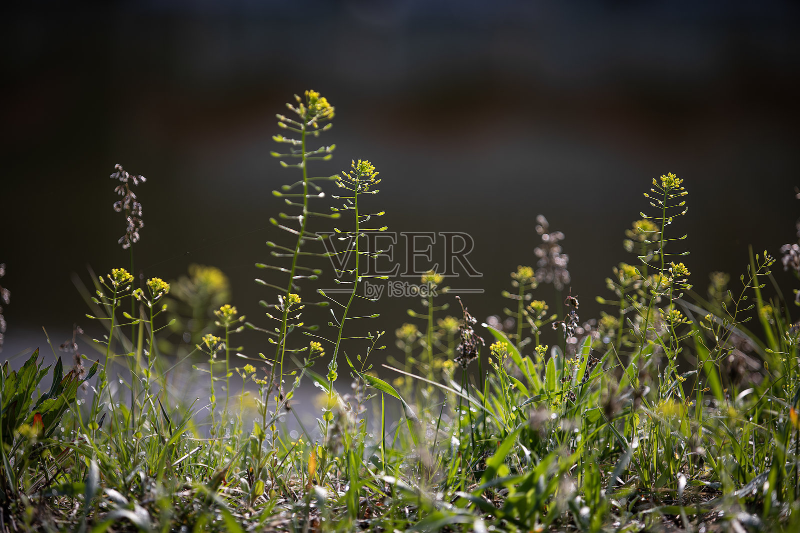 植物照片摄影图片