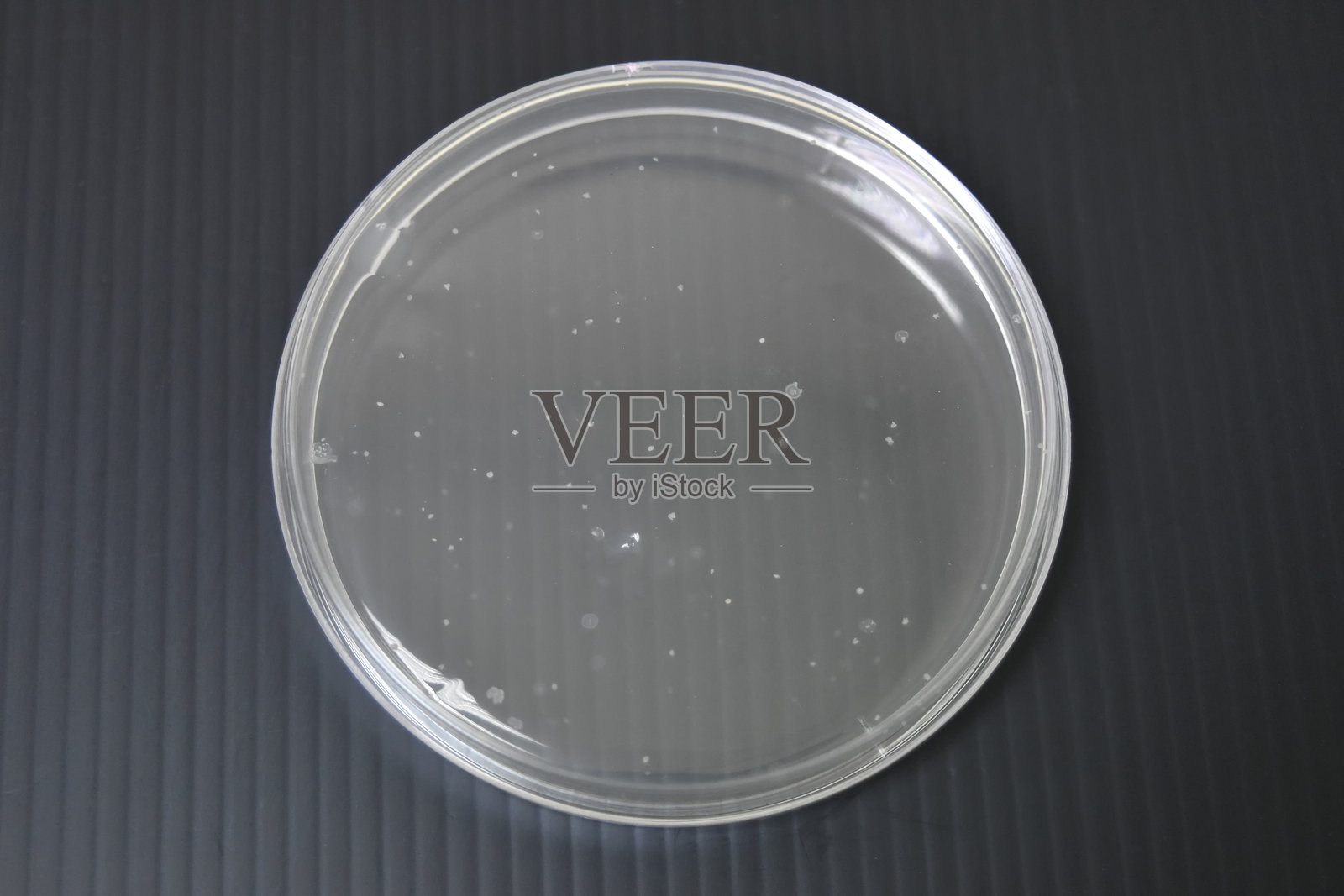 实验室琼脂培养皿中的细菌菌落生长。照片摄影图片