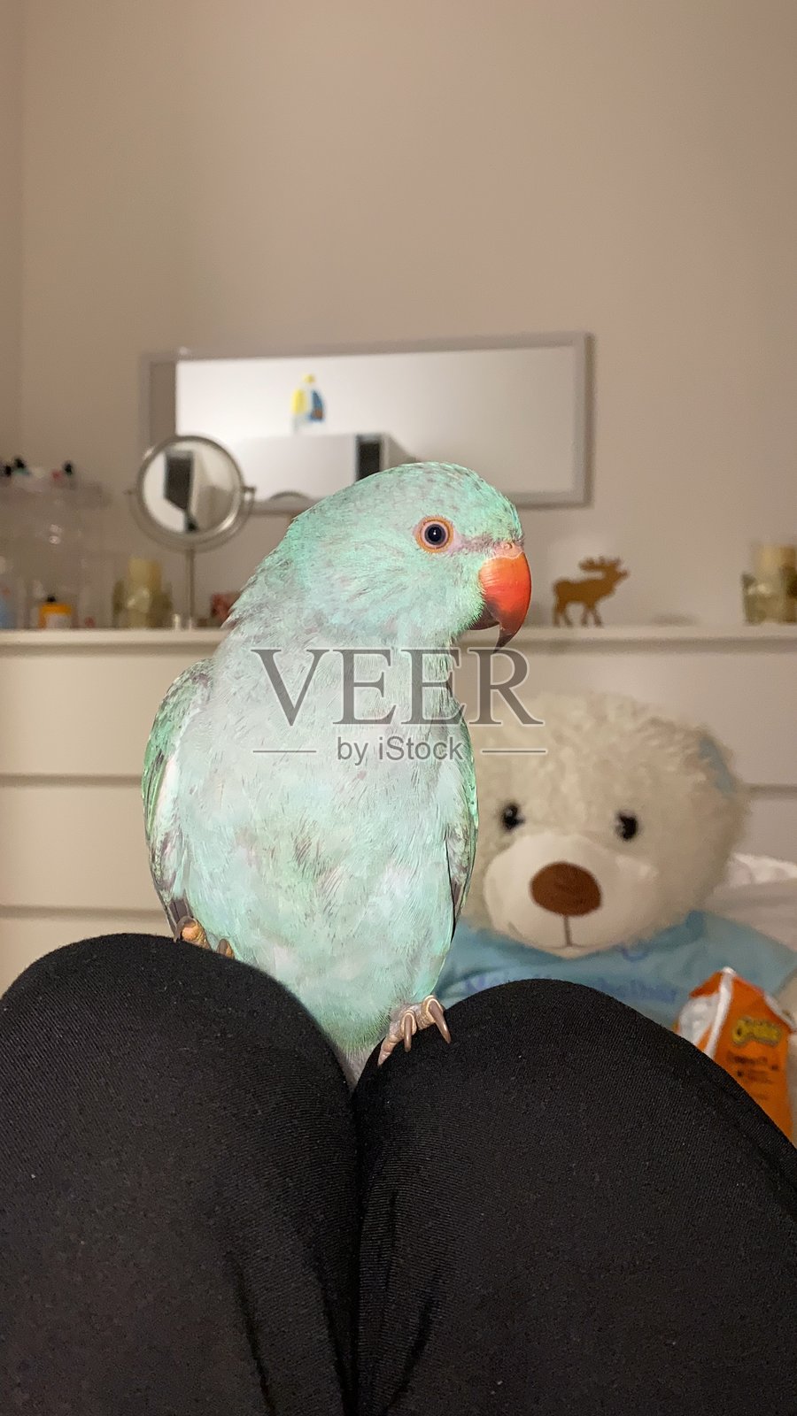 蓝色的印度环颈鹦鹉在家，坐在腿上。照片摄影图片