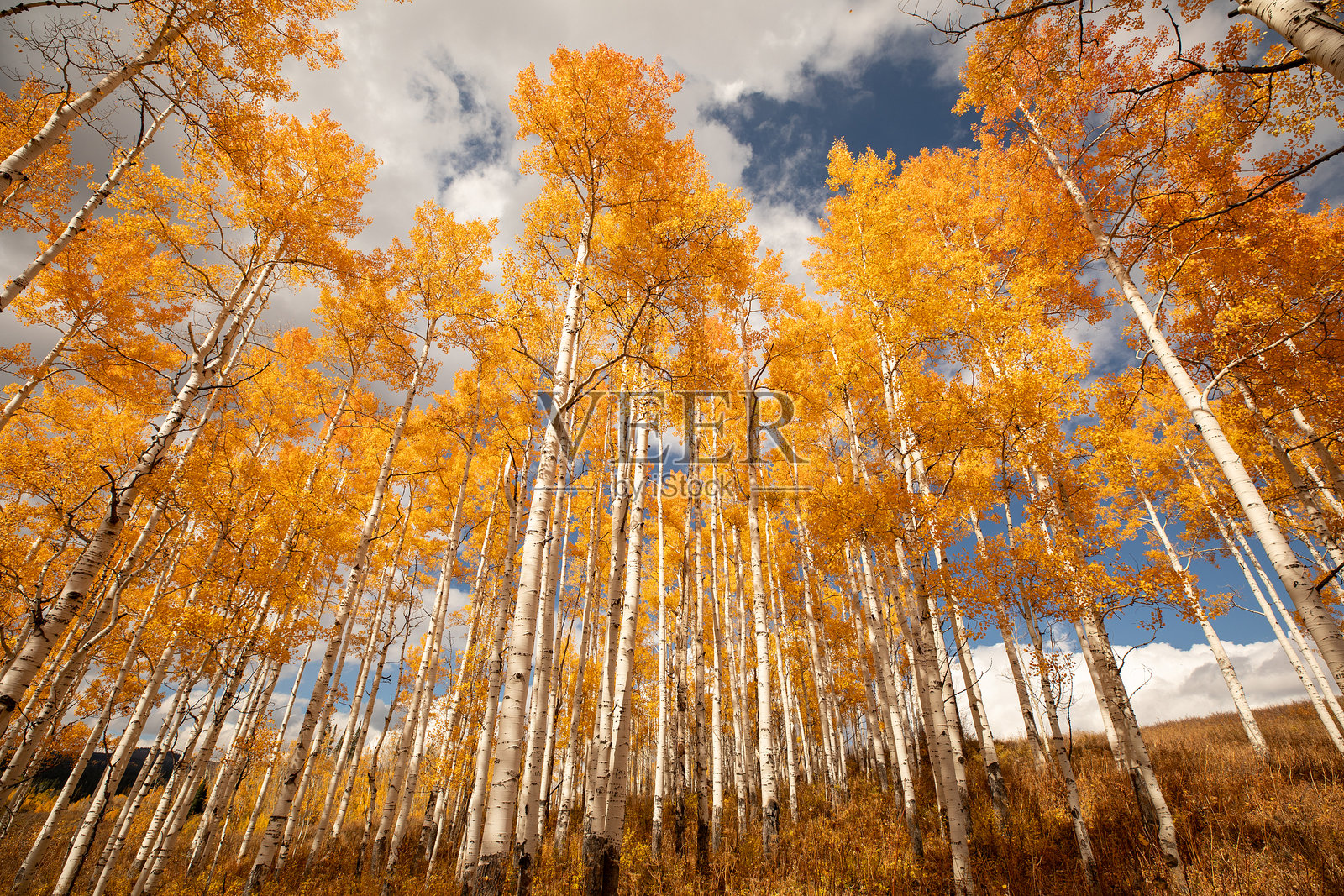 科罗拉多州秋叶胡杨树照片摄影图片