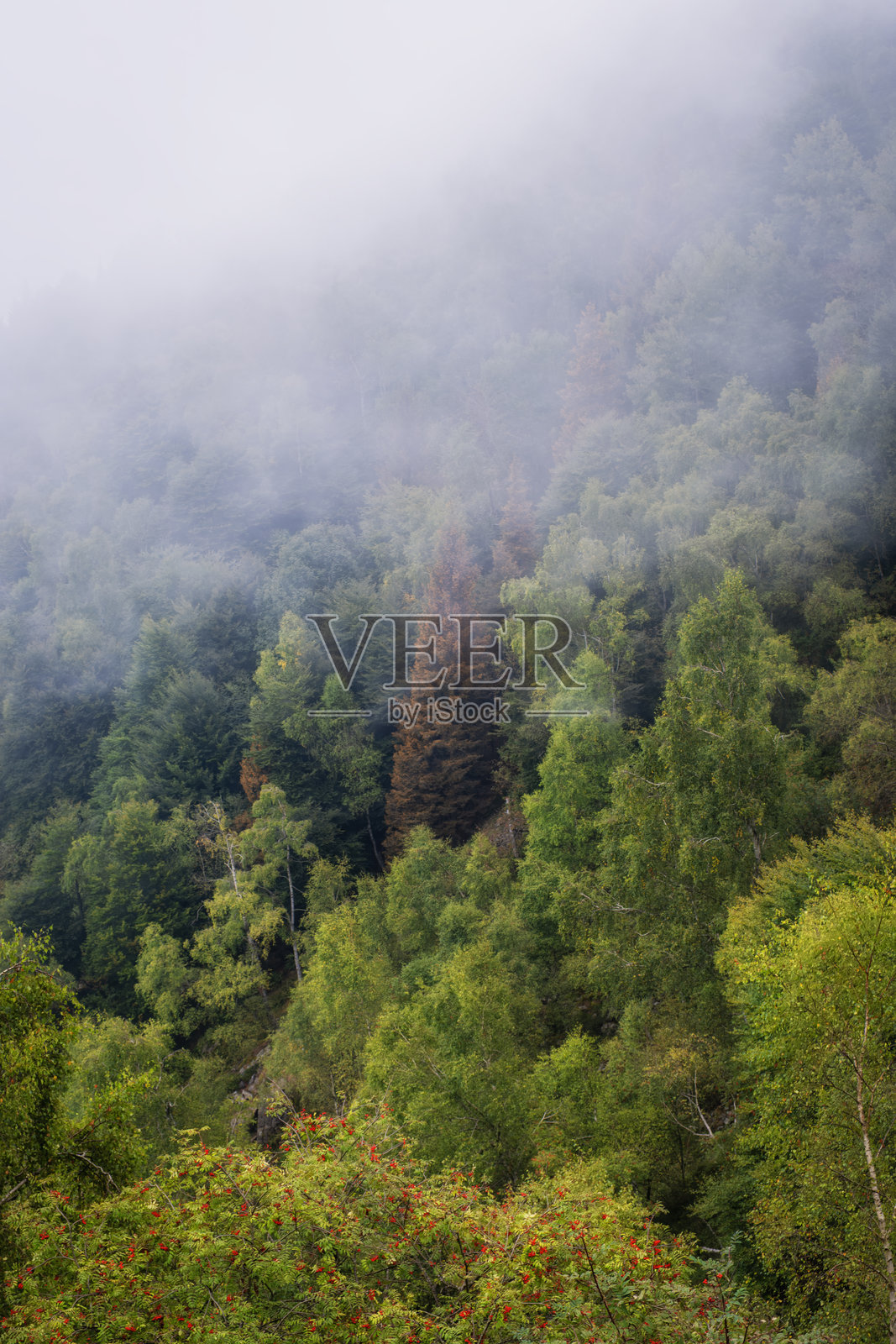 阴沉的森林。彩色图像照片摄影图片