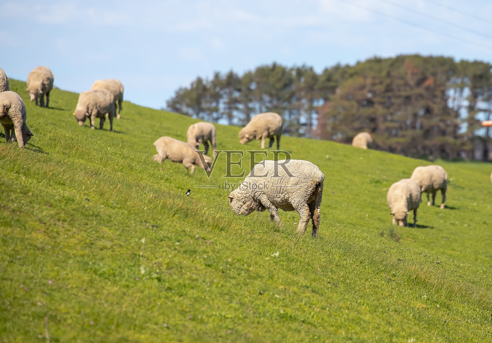 澳大利亚农场里，羊群在绿色的田野上吃草，澳大利亚农业照片摄影图片