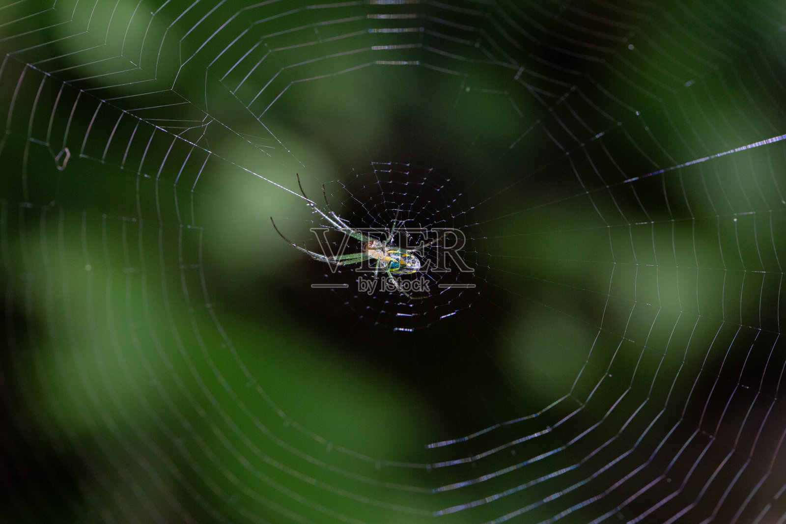网上的果园织网蛛（Leucauge venusta）照片摄影图片
