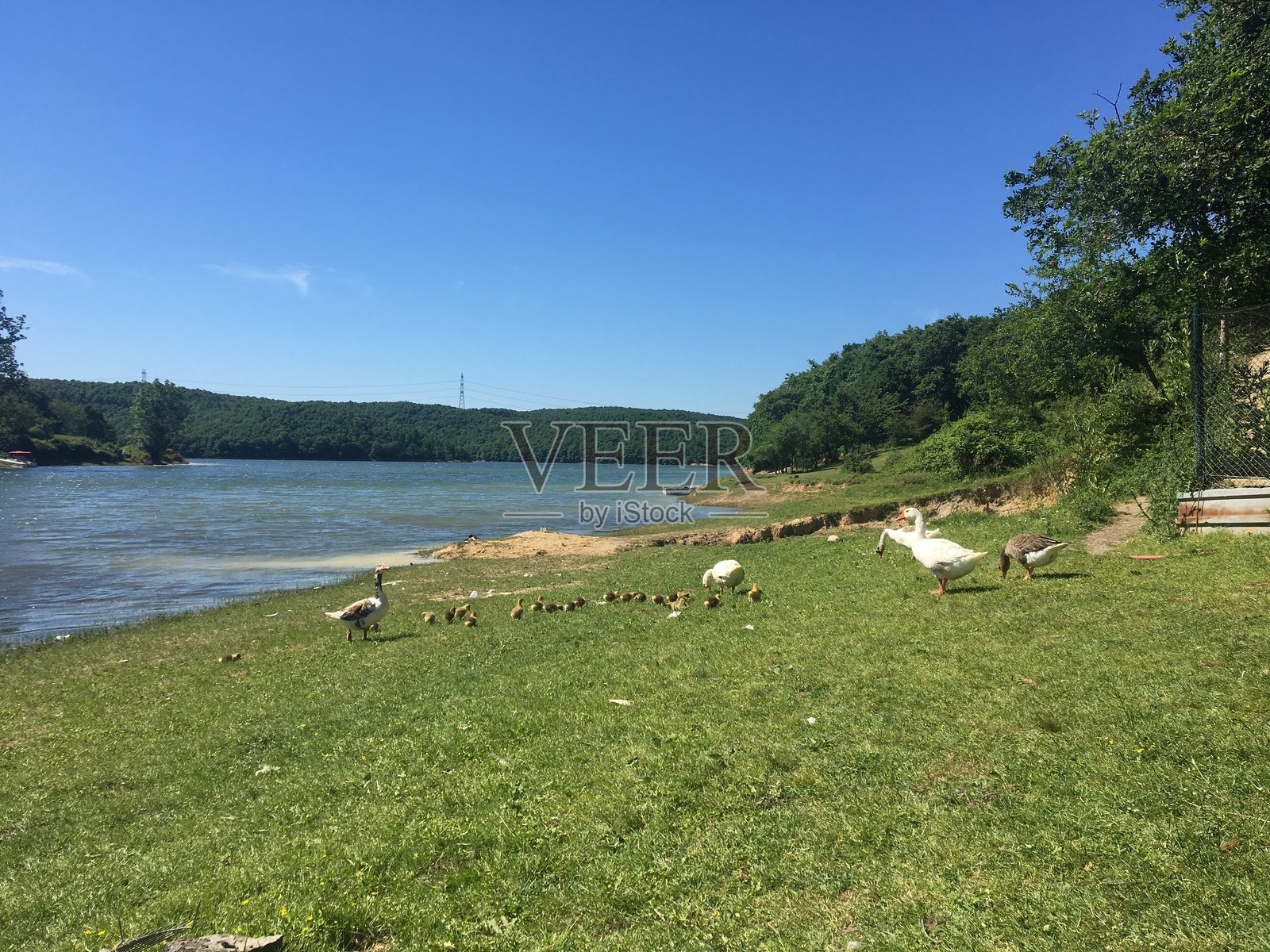 大雁和它们的孩子照片摄影图片