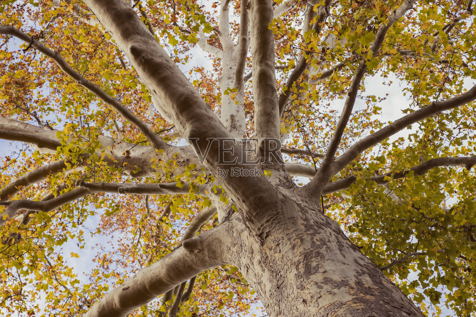 秋天的树，金黄的叶子，背景是天空。照片摄影图片