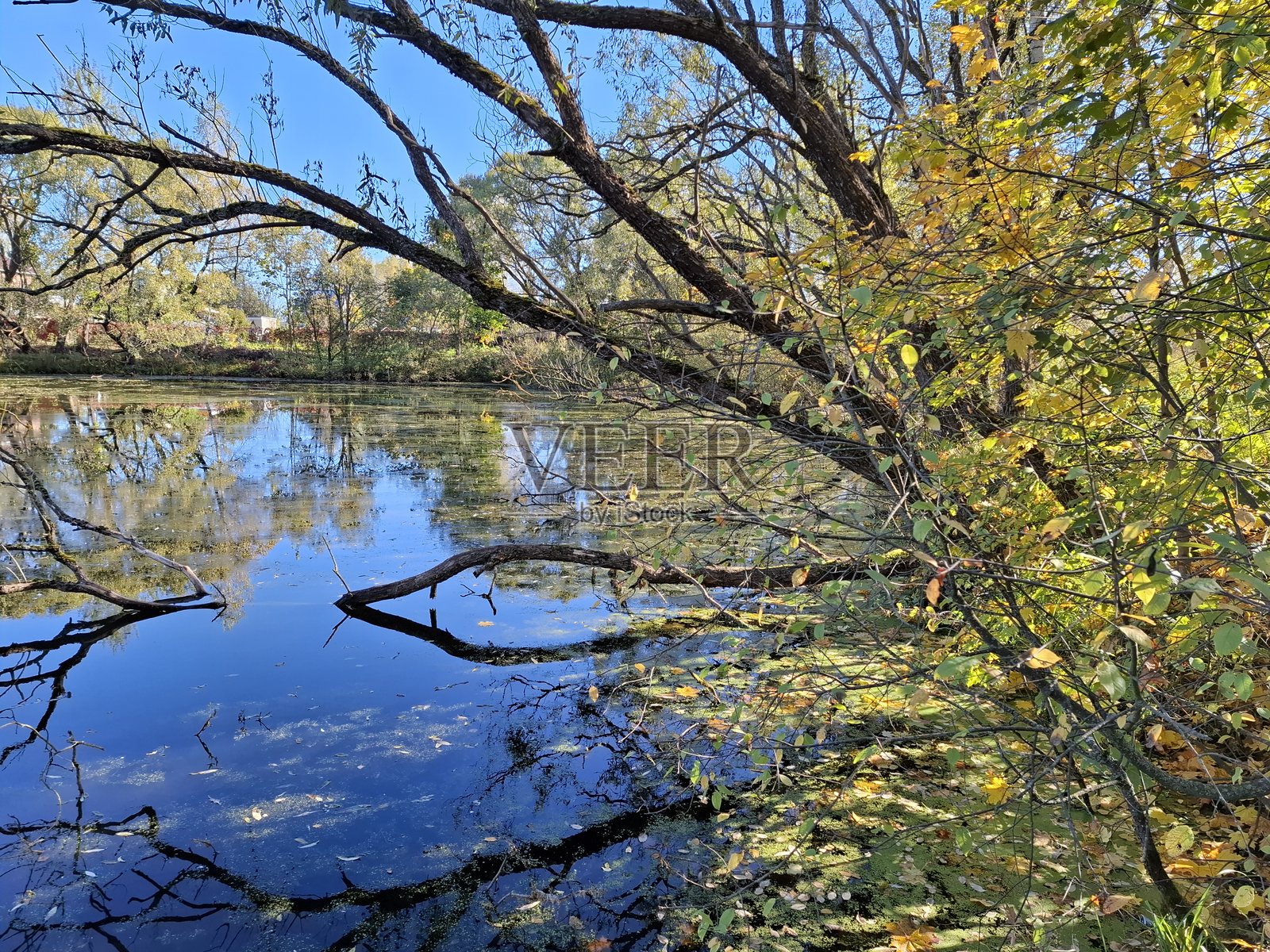 秋季池塘，森林景观中映照着树木的倒影和五彩缤纷的叶子照片摄影图片