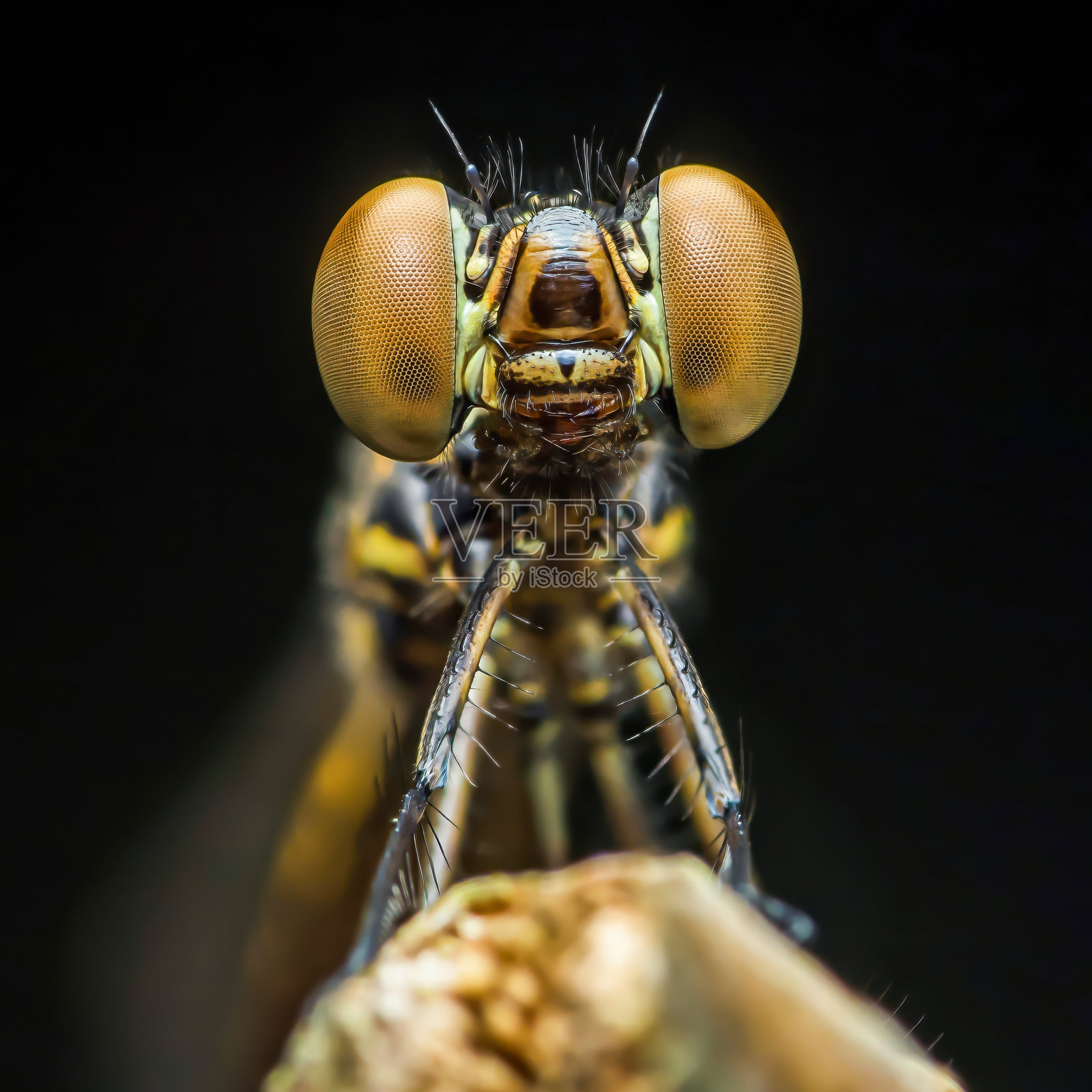蜻蜓面部特写，正看向镜头照片摄影图片