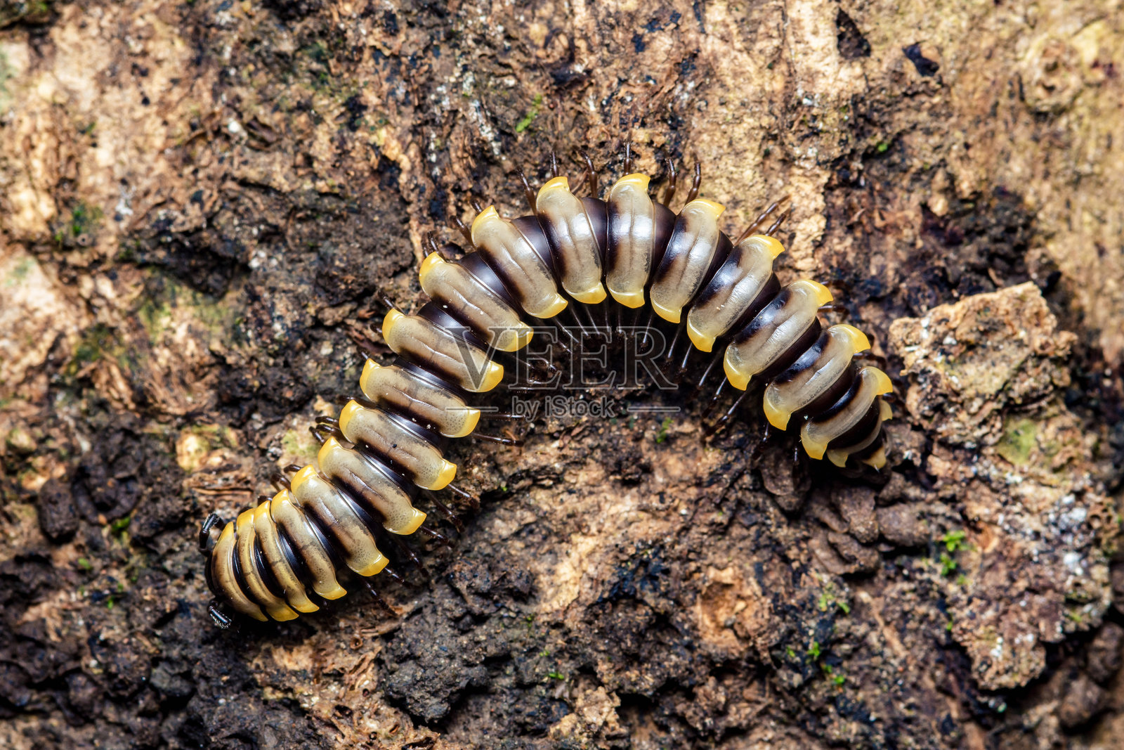 千足虫在自然界中爬行在树皮上照片摄影图片