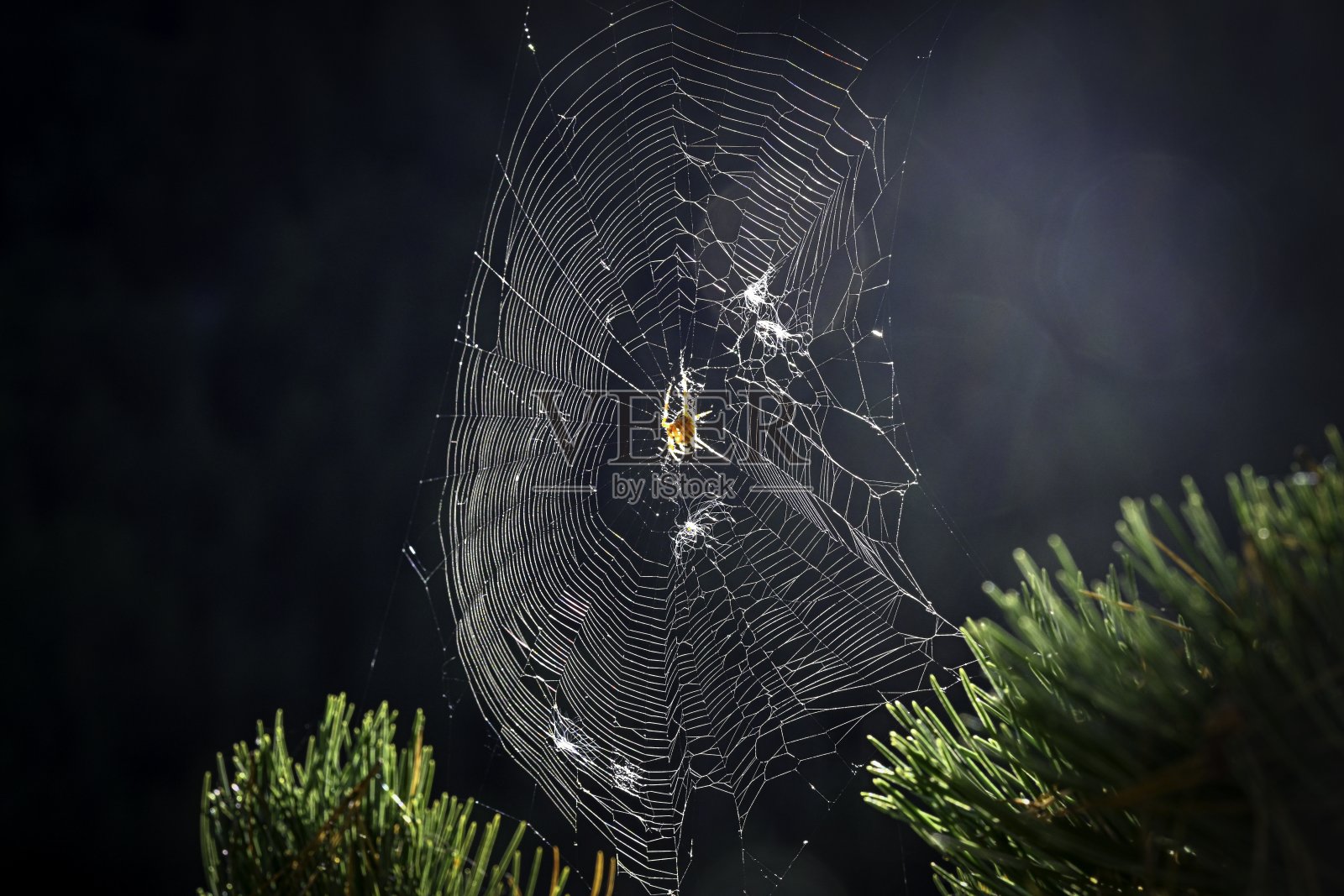 瑞士日落余晖映照下的美丽蜘蛛网和中间的蜘蛛，高分辨率彩色图像。照片摄影图片