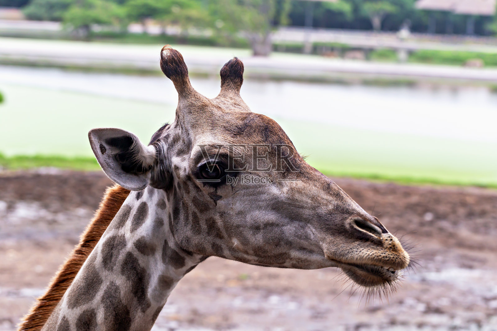 长颈鹿肖像，展示其独特特征，置身于自然的野生动物园环境中，并留有复制空间。照片摄影图片