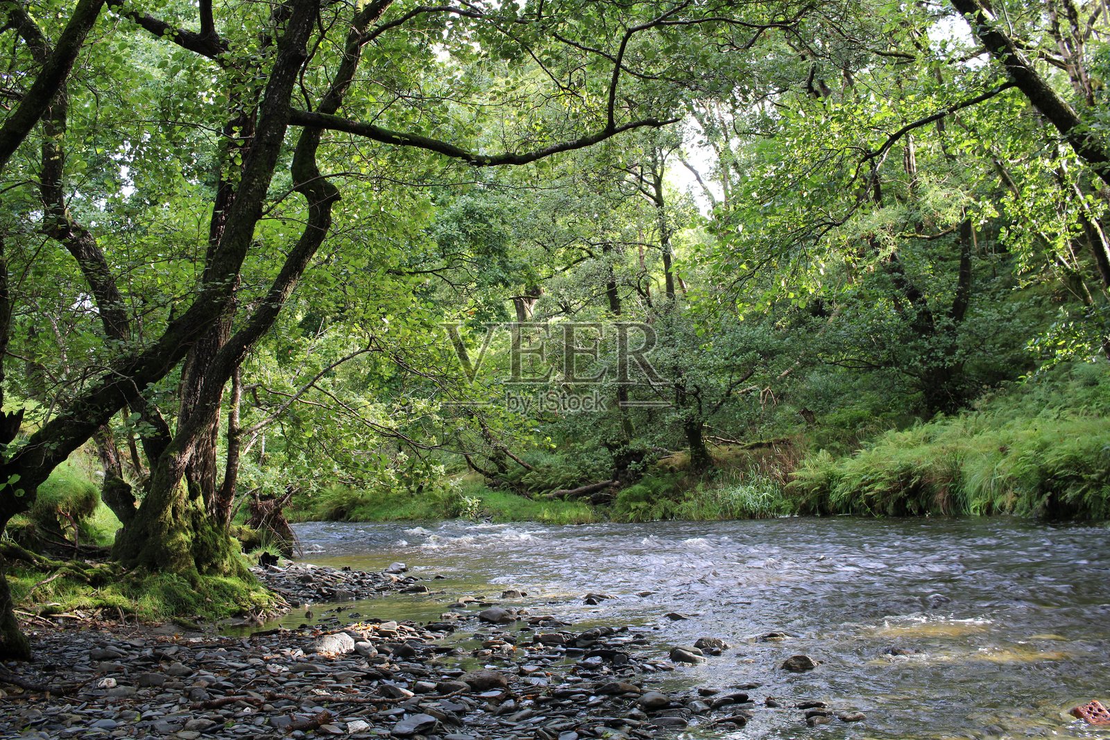 林间河水的怀抱照片摄影图片