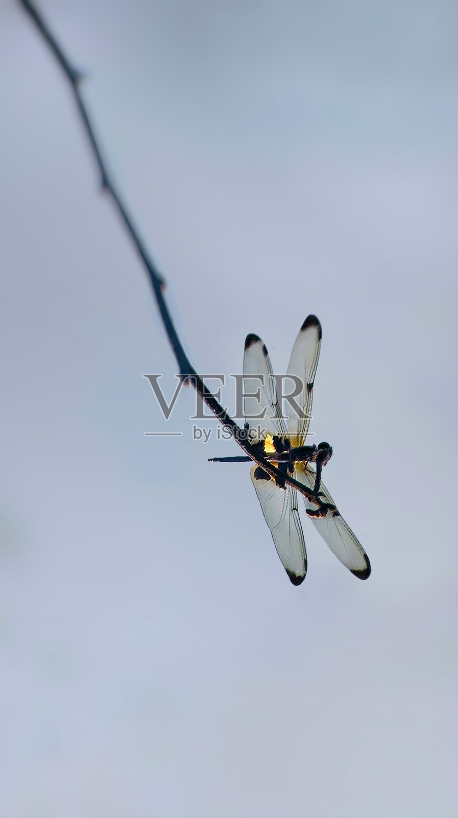 纤细树枝上的精致蜻蜓照片摄影图片