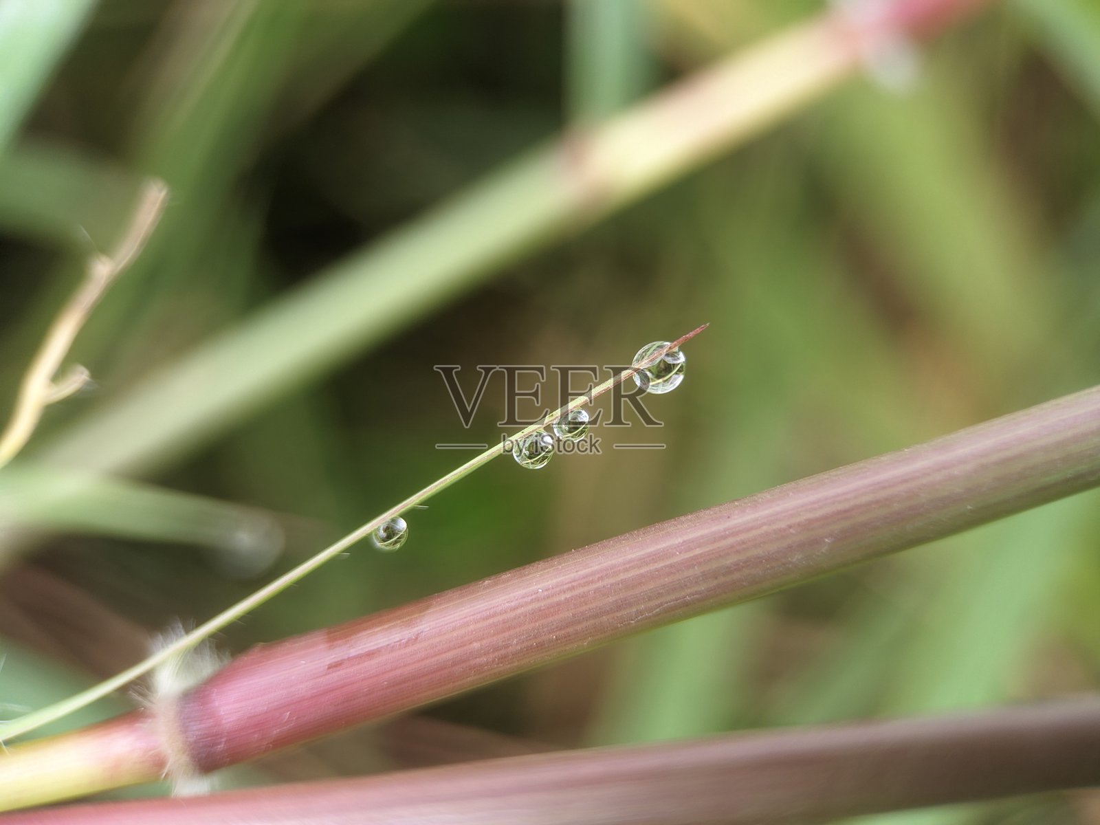 蓝茎草叶片上的露珠，很可能是某种蓝茎草照片摄影图片