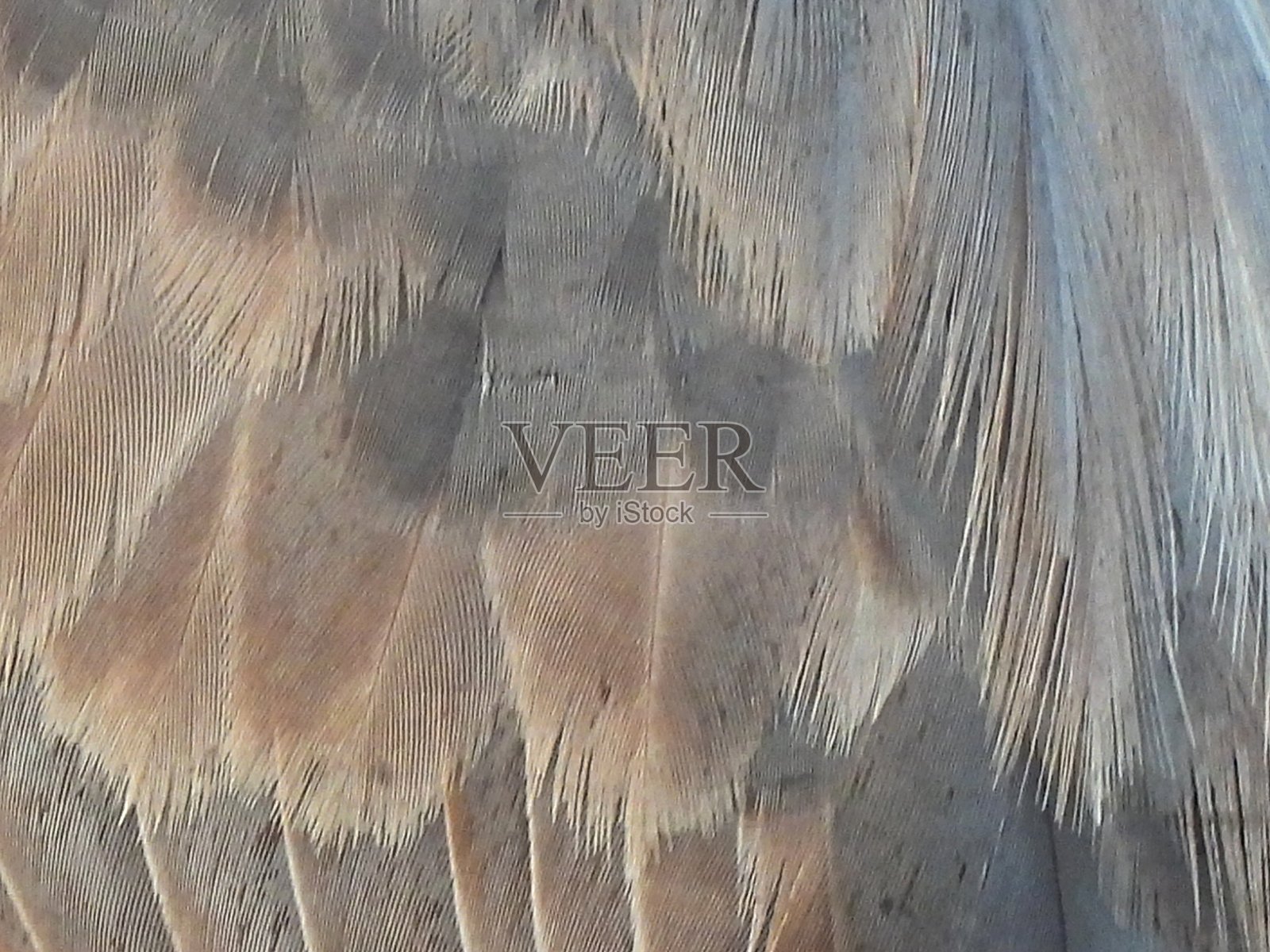 红鹭（Egretta rufescens）- 羽毛照片摄影图片