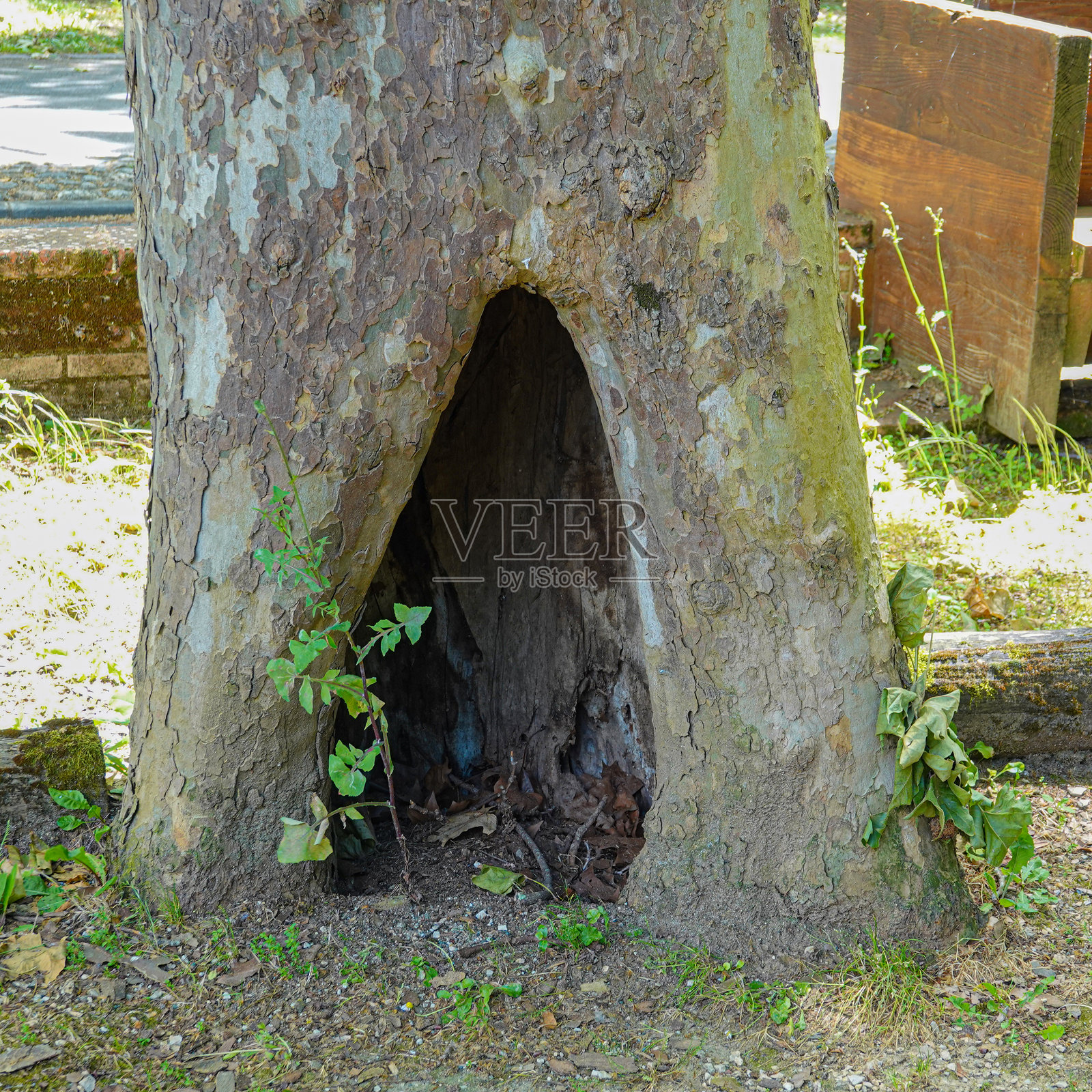 公园里老树的树干底部有一个像洞穴一样的开口照片摄影图片