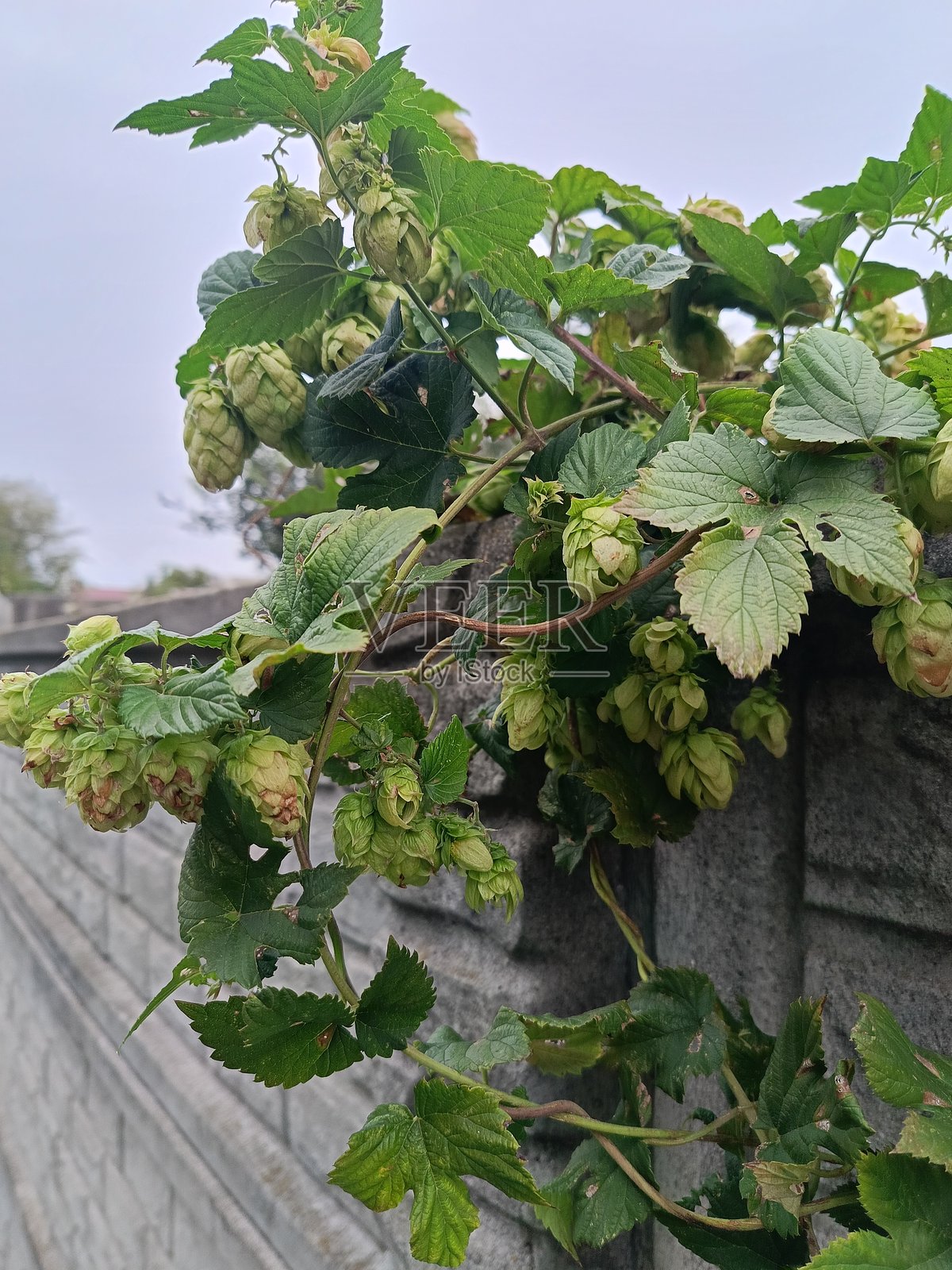 啤酒花枝缠绕在栅栏上照片摄影图片