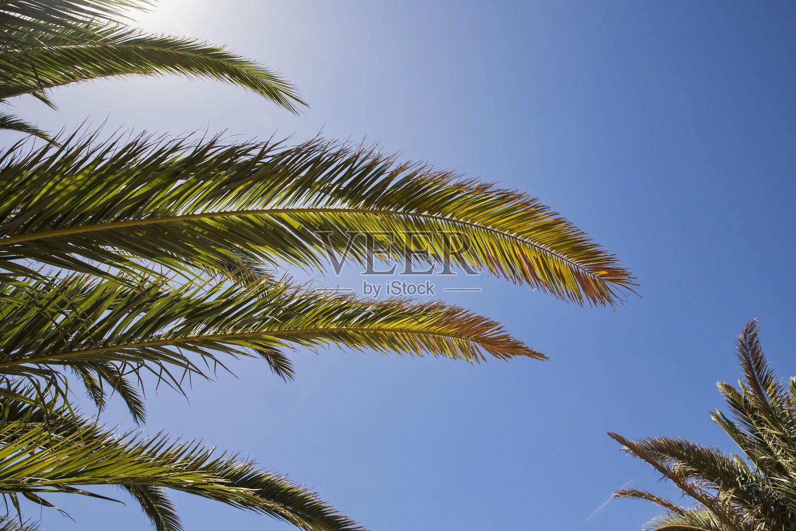 阳光明媚度假村的棕榈树，绿叶映衬着蓝天照片摄影图片