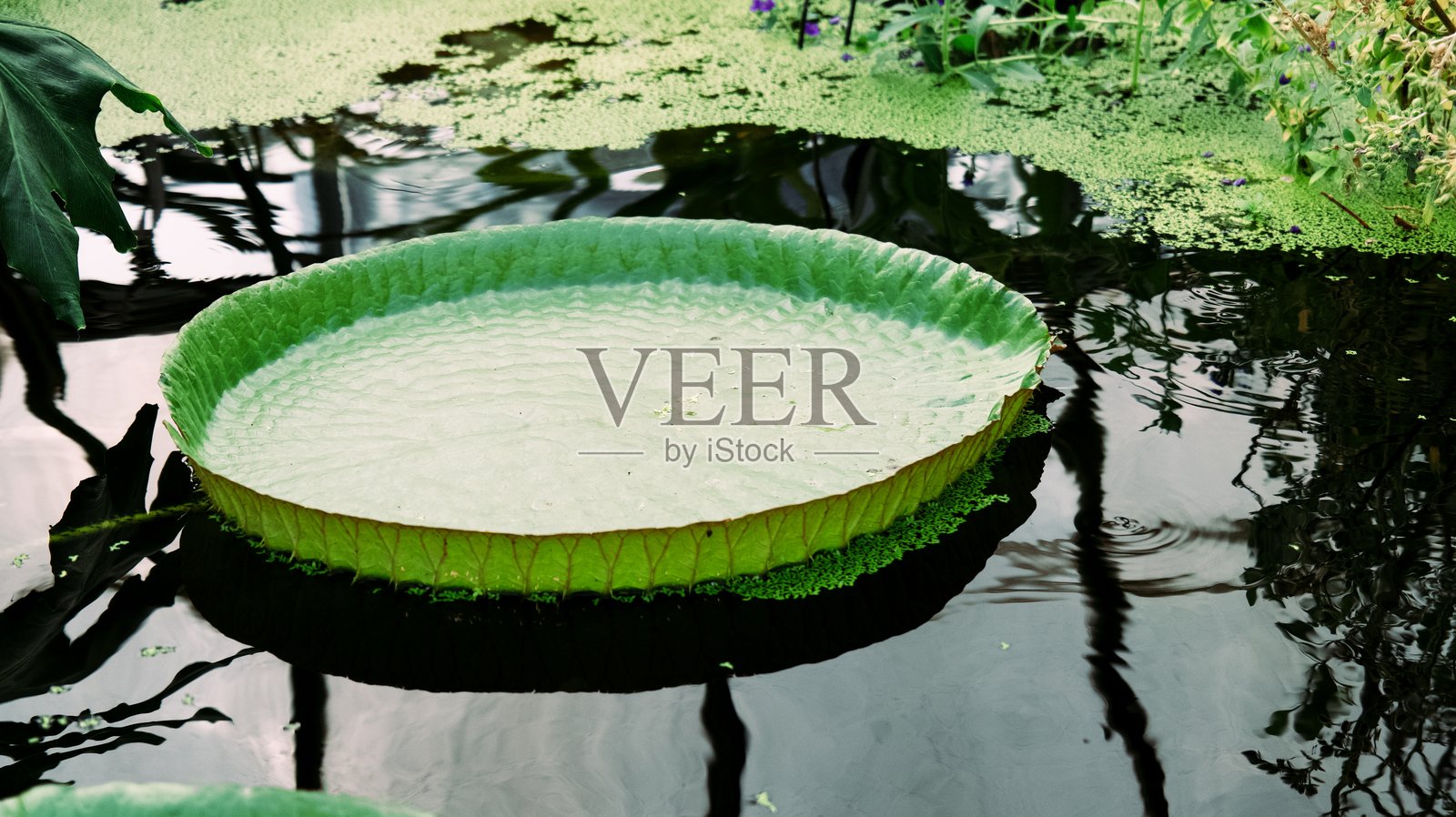 巨大的绿色王莲叶子，边缘呈粉色，漂浮在平静的水面上照片摄影图片