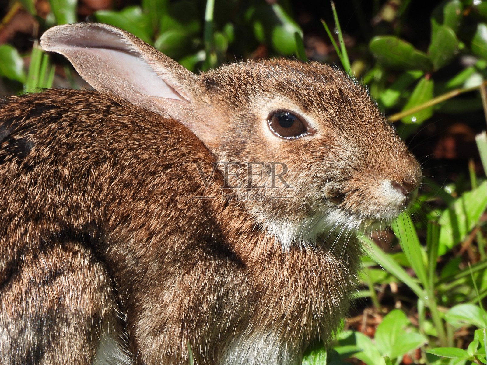 东方棉尾兔（Sylvilagus floridanus）- 侧面照，肖像照照片摄影图片