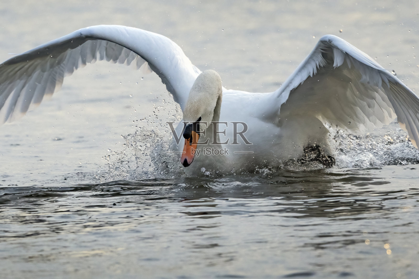 天鹅溅水降落照片摄影图片