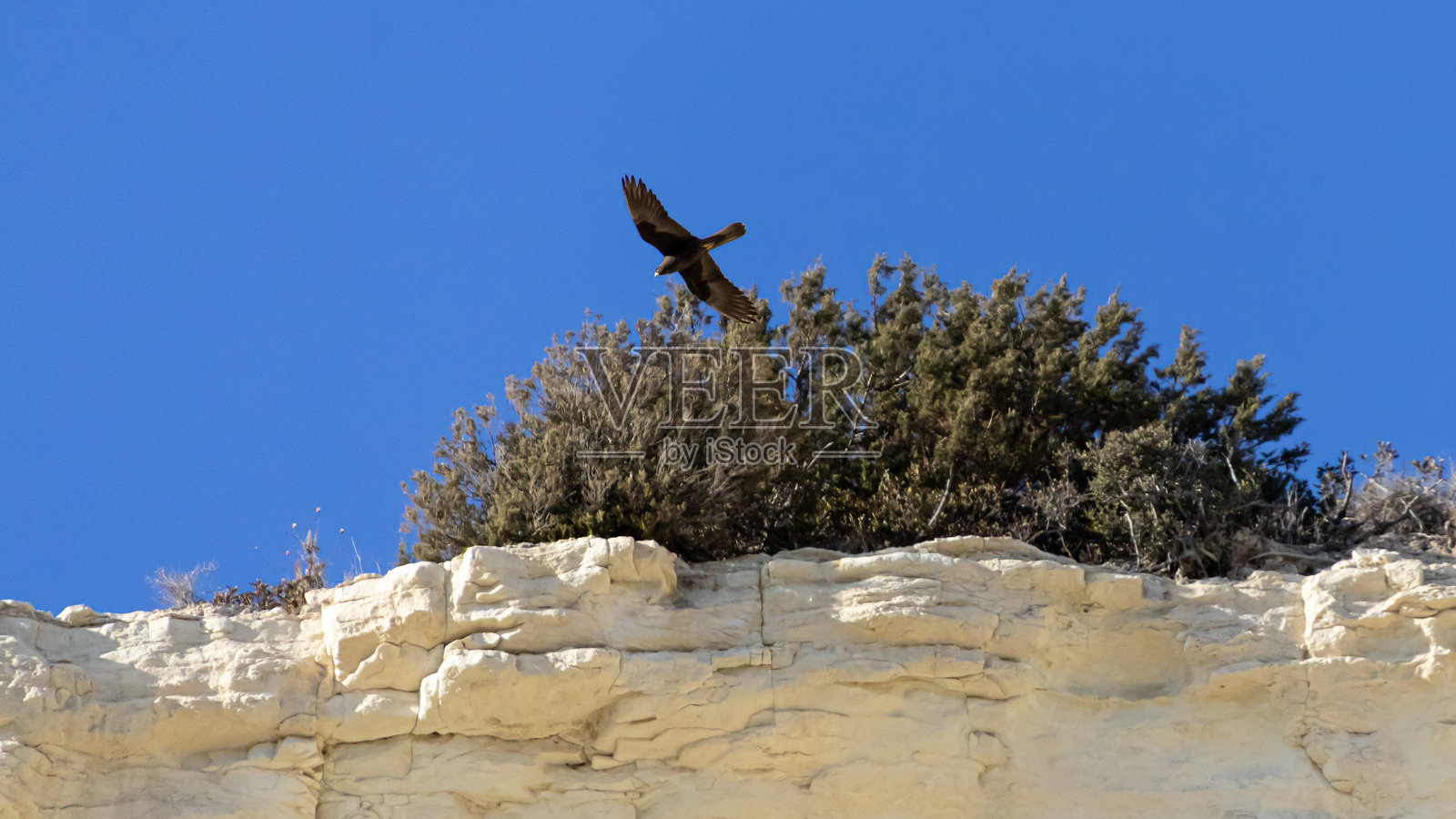 悬崖上空飞翔的埃氏隼照片摄影图片