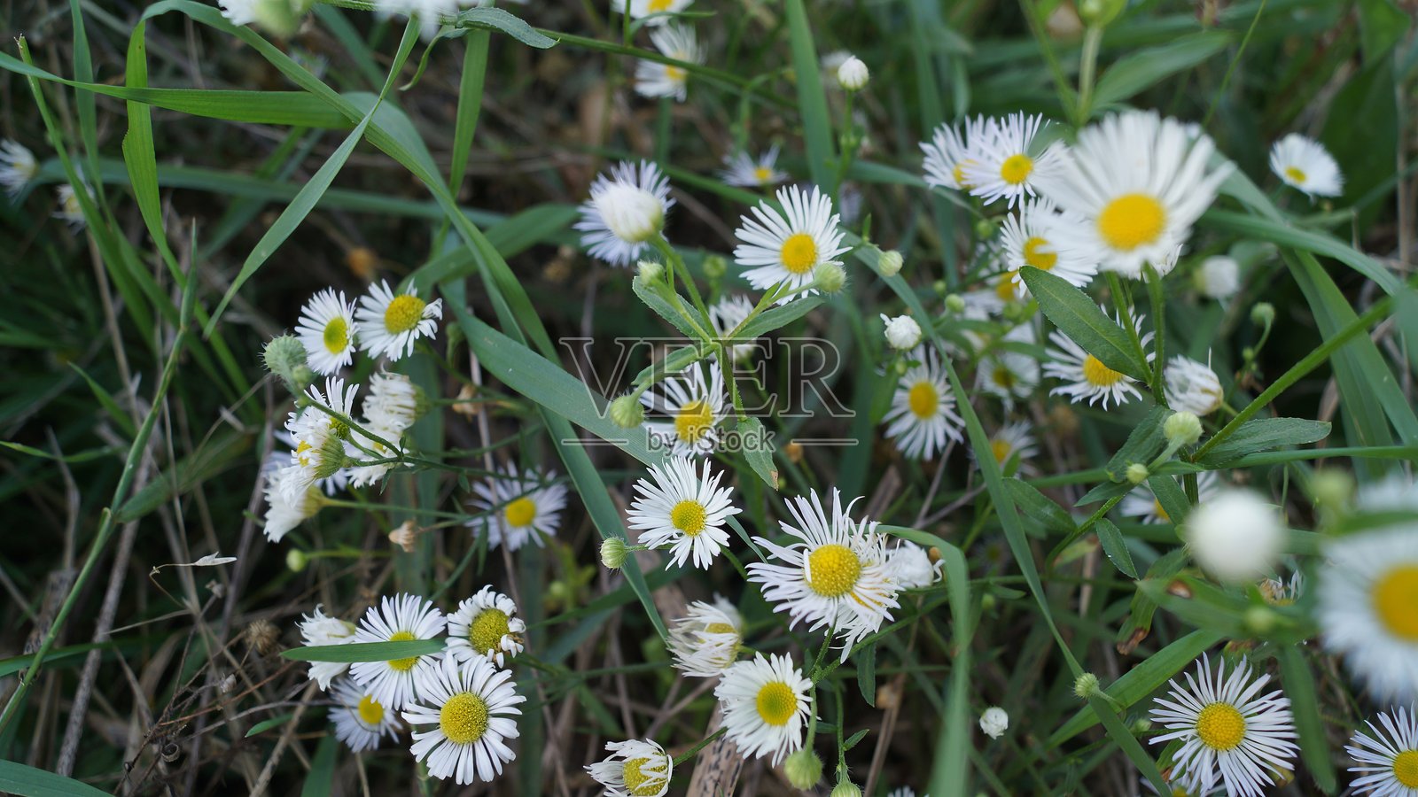 野雏菊在草地上的特写照片摄影图片