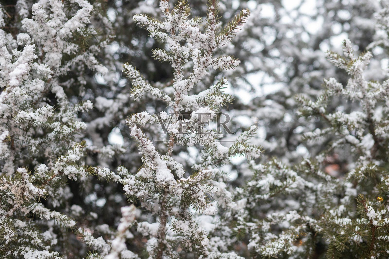 特写镜头下的雪覆盖的常绿树枝，营造出自然、冰霜般的冬日景象，细节处覆着柔和的雪花。照片摄影图片