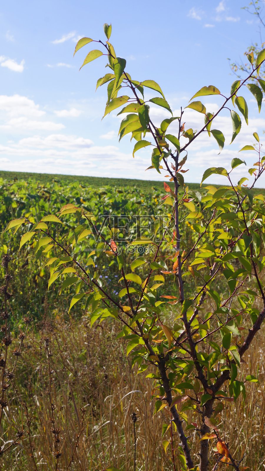 蓝天下田野里的绿色植物照片摄影图片