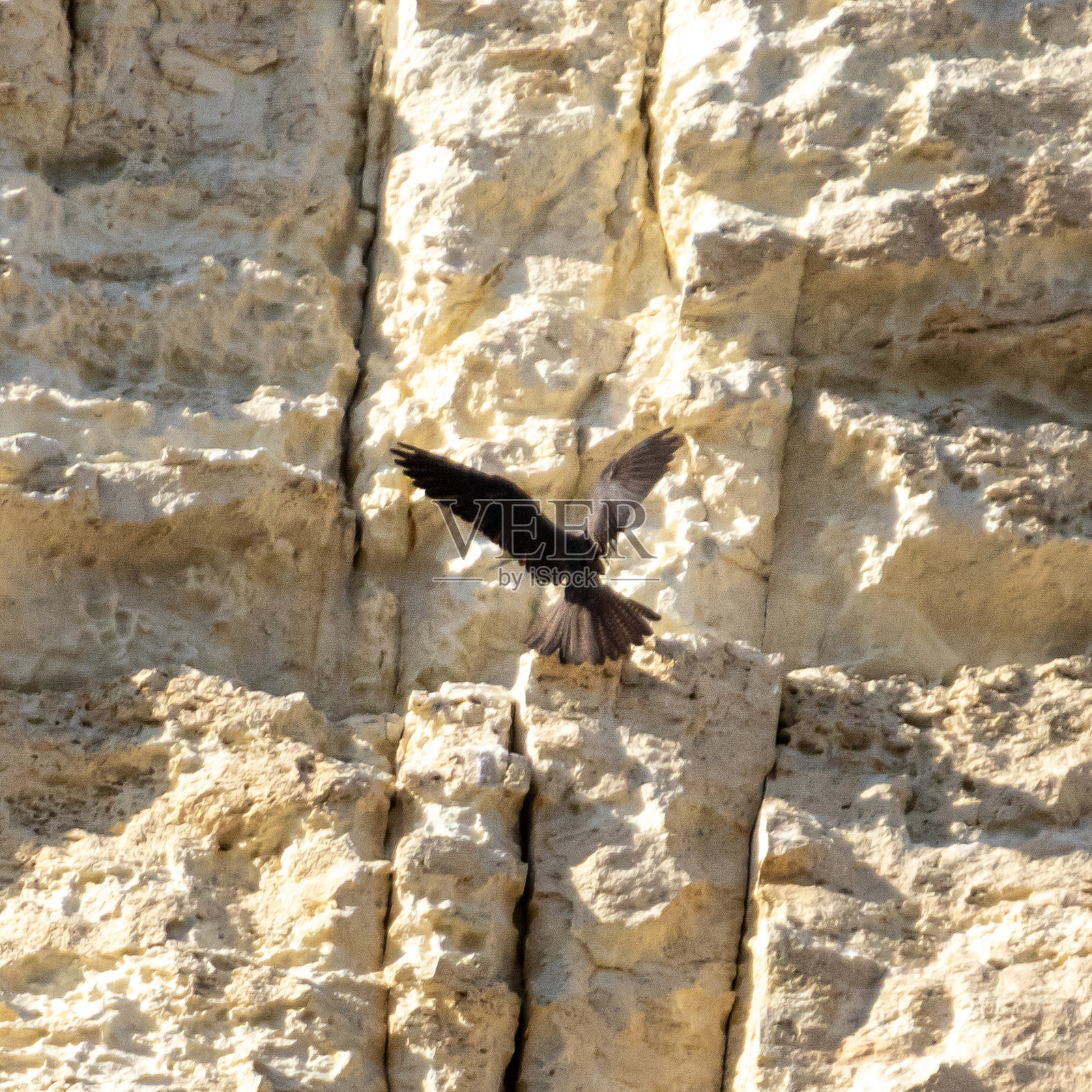 在悬崖前飞翔的埃氏隼（Eleonora's Falcon）照片摄影图片