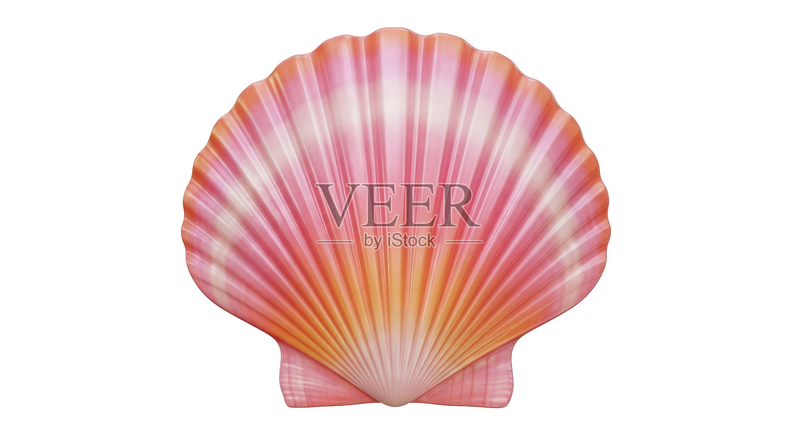 孤立的扇贝壳，自然纹理，亮粉橙奶油渐变，海滨纪念品照片摄影图片