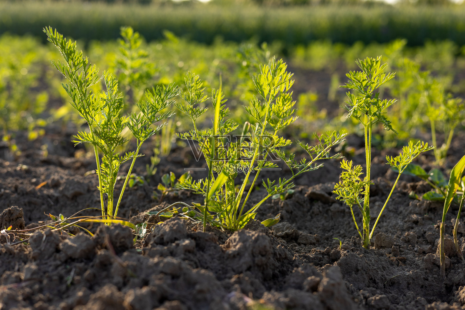 阳光明媚的日子里，胡萝卜幼苗在湿润的土壤中茁壮成长，沐浴着阳光，展现出充满活力的农田景象。照片摄影图片