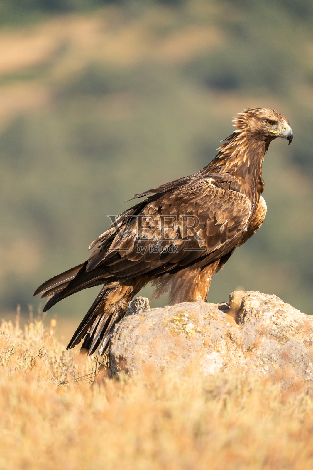 在西班牙拍摄的金雕（Aquila chrysaetos）照片摄影图片