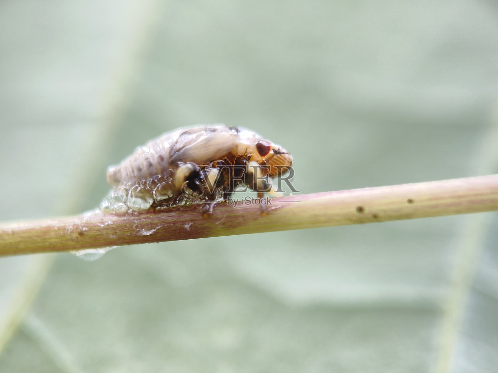 杜鹃唾沫照片摄影图片