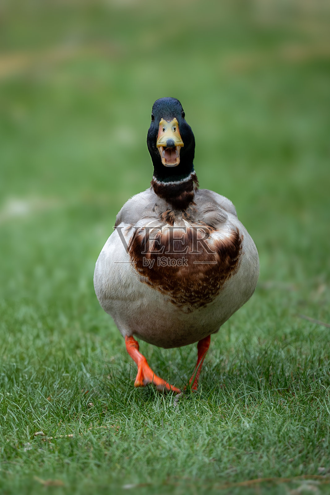绿头鸭的行进照片摄影图片