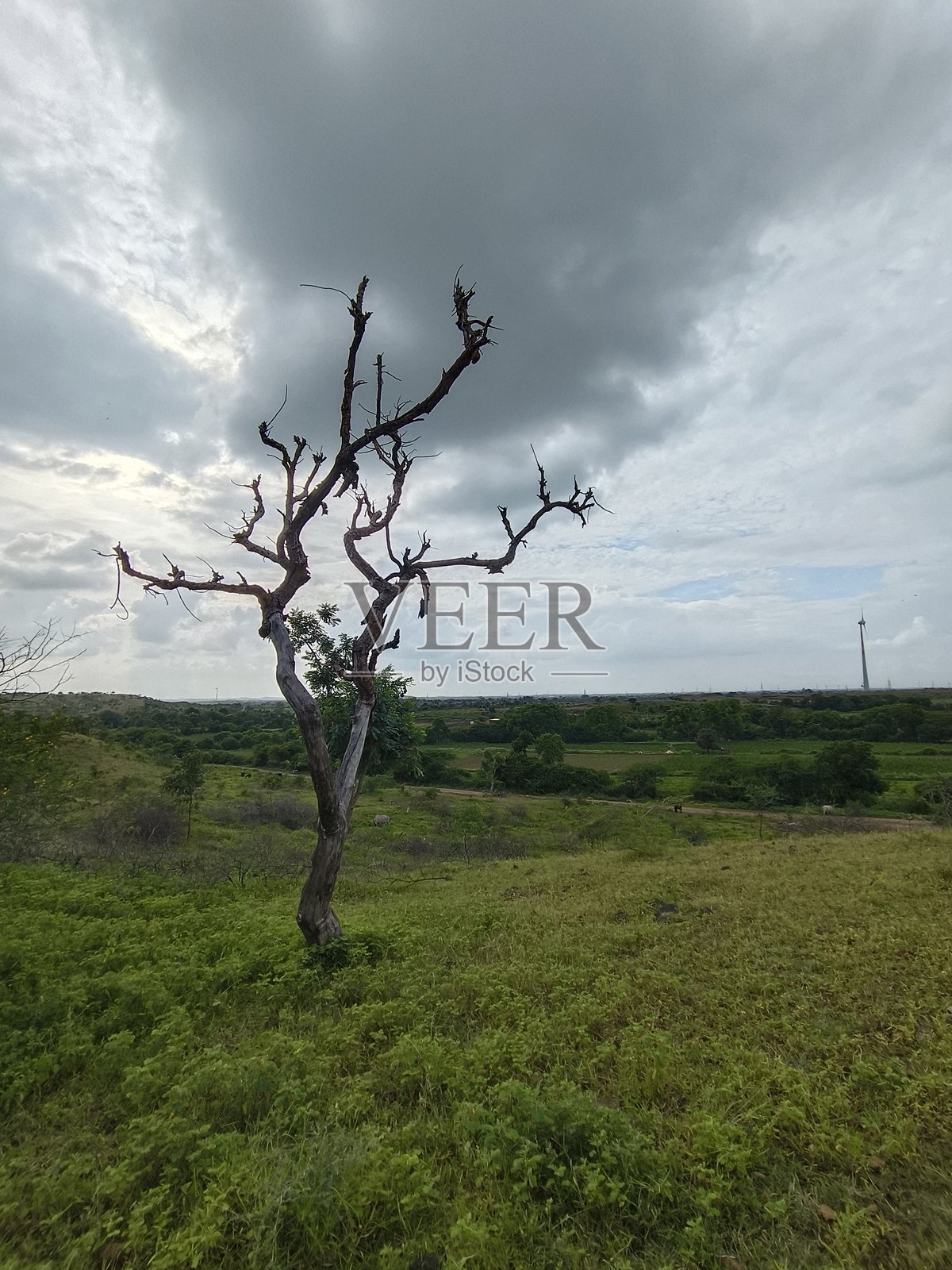 印度乳香的风景照片摄影图片