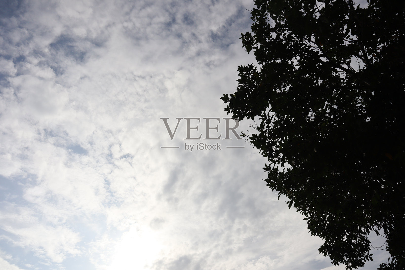 阴天，有阳光，树的剪影照片摄影图片