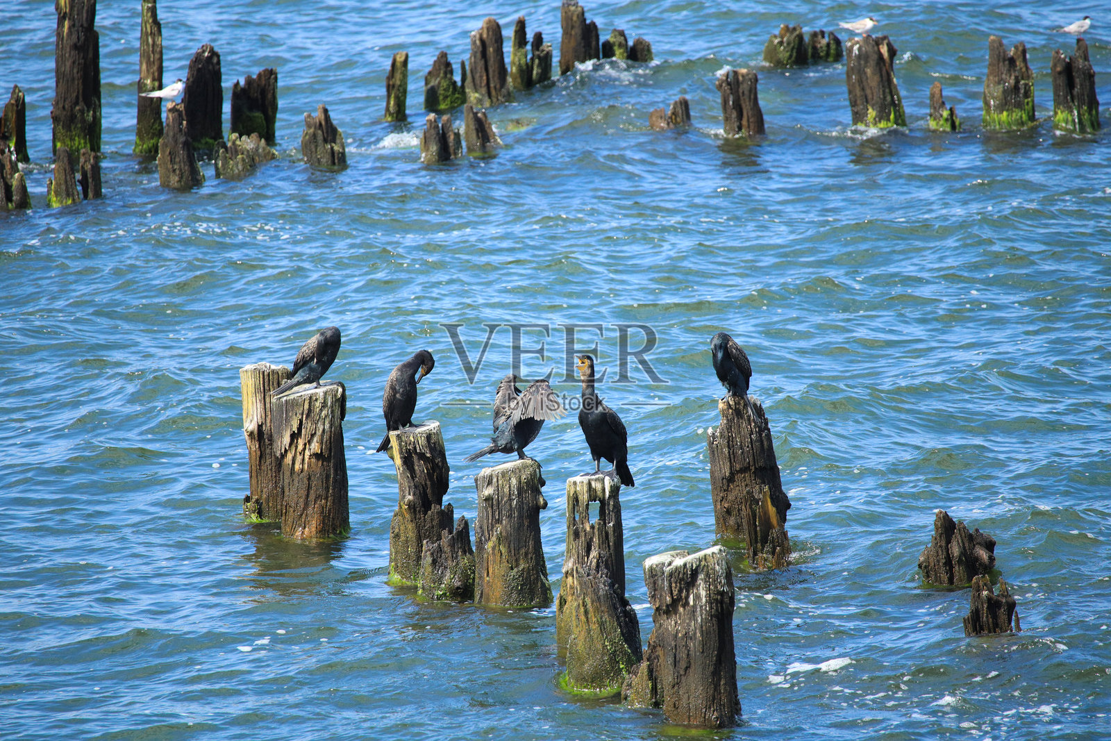 德国梅克伦堡-前波美拉尼亚州乌泽多姆岛赫林斯多夫码头上的鸬鹚照片摄影图片
