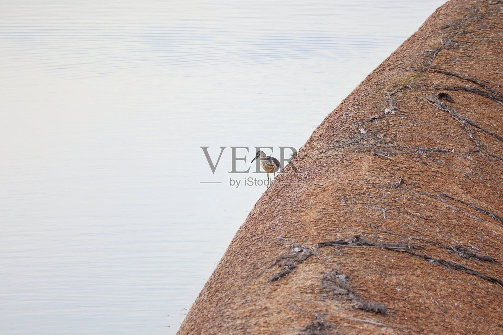 岩石表面上站着一只小鸟，背景是平静的水面照片摄影图片