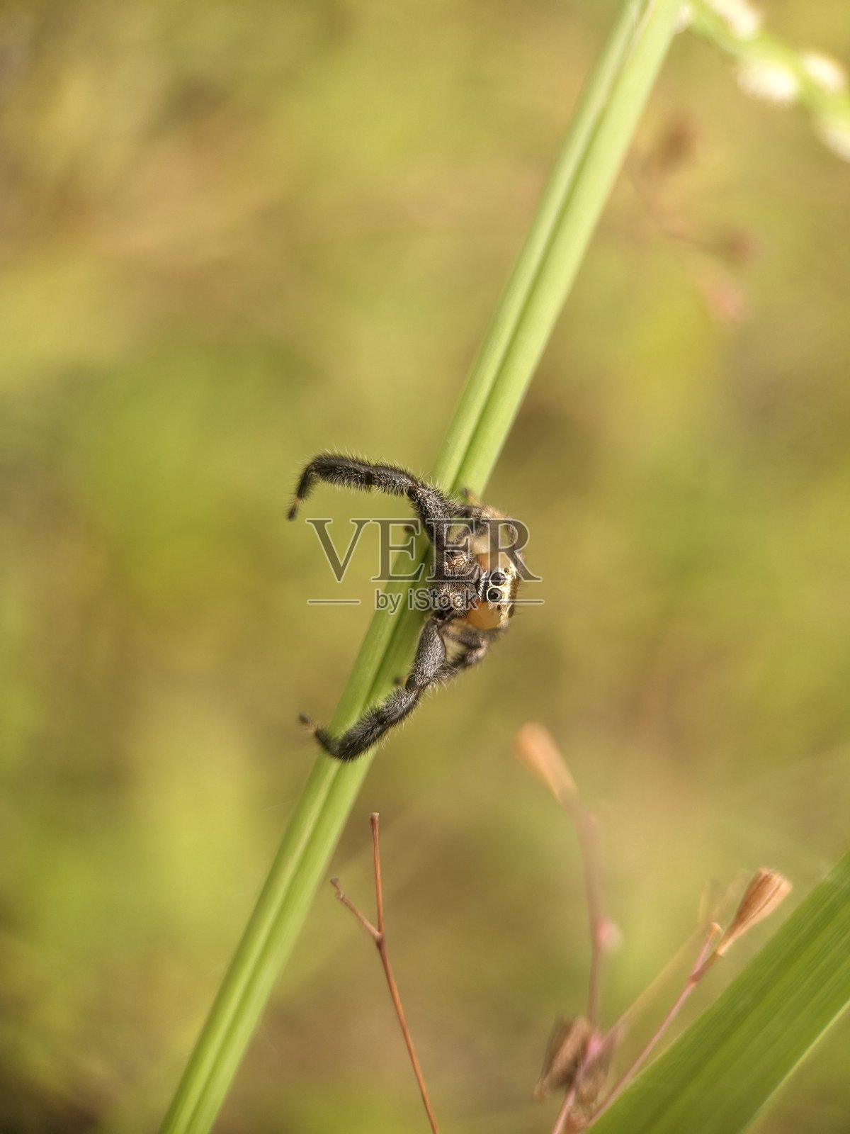 跳蛛，很可能是吉氏吉斑蛛照片摄影图片