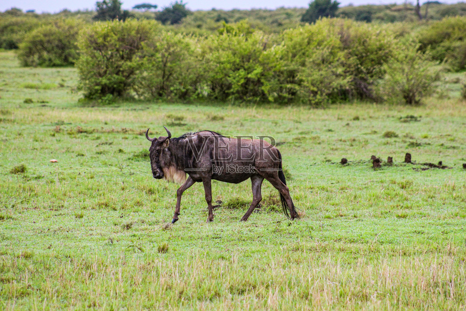 肯尼亚马赛马拉的孤例角马照片摄影图片