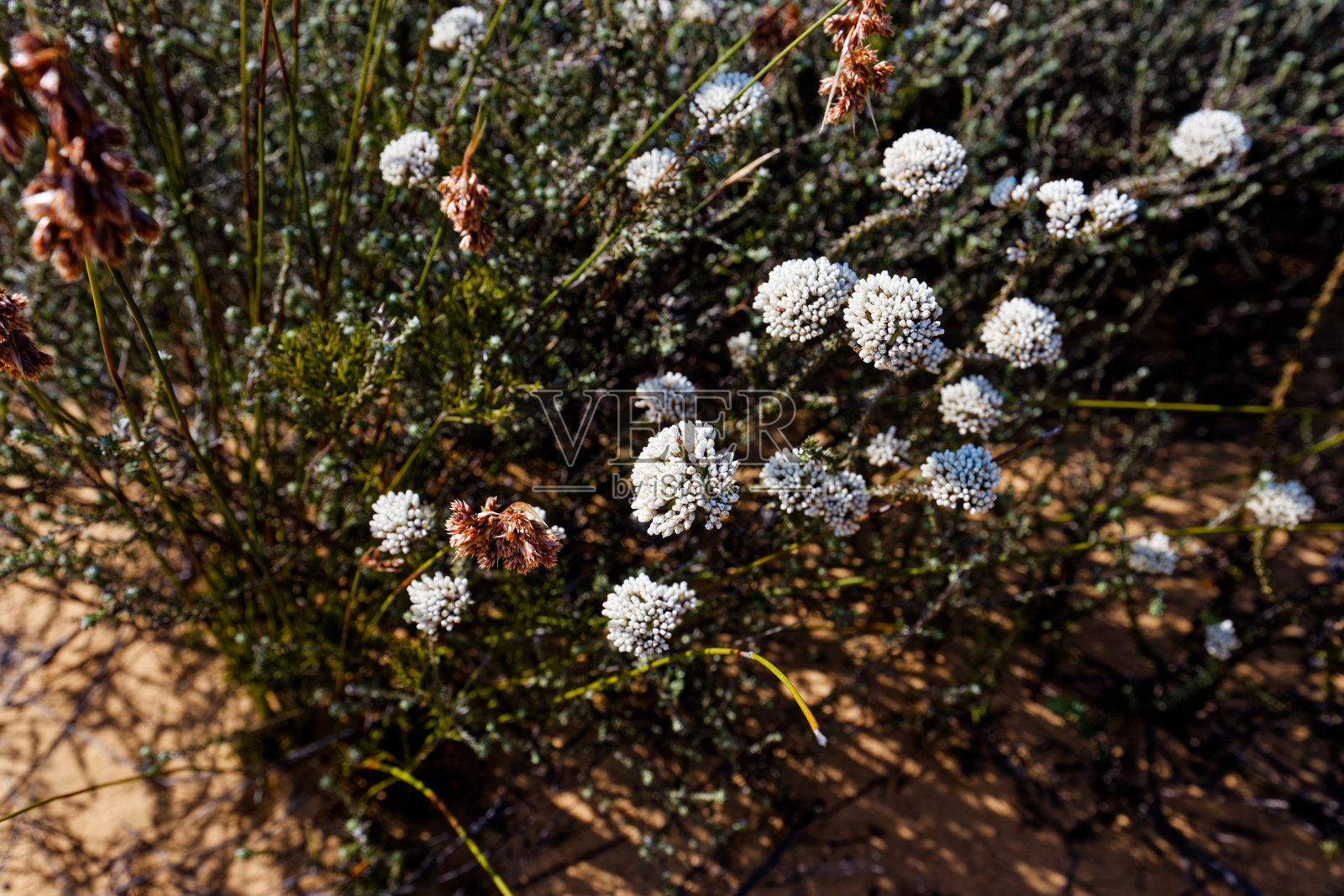 南非西开普省比杜瓦山谷的美丽菲博斯植物和花朵。照片摄影图片